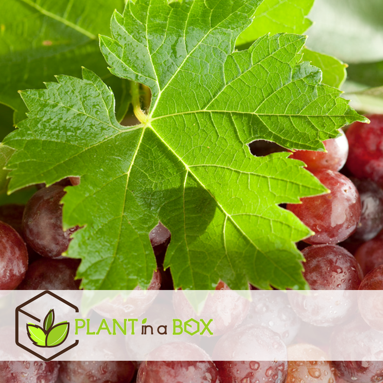 Plants de raisin - set de 3 - vitis vinifera - rouge - pot 9cm - hauteur 25-40cm