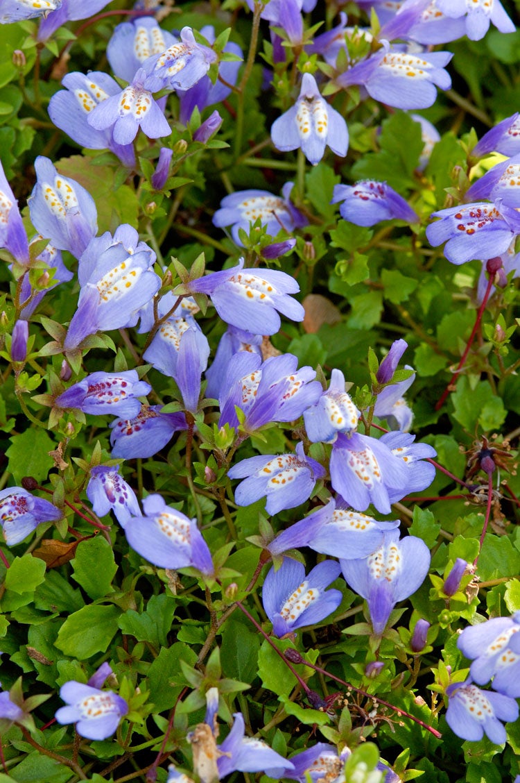Mazus (Mazus reptans 'Blue') D 18 H 30 cm