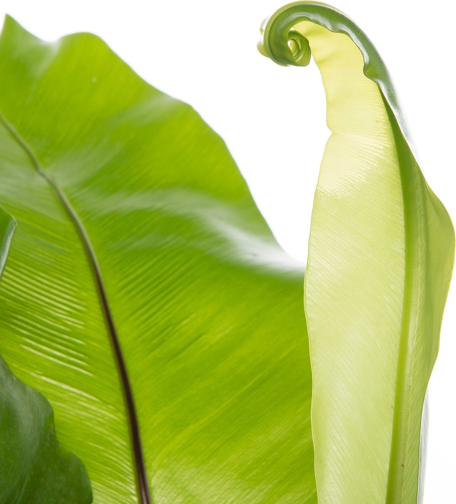 Nestvaren (Asplenium nidus) D 17 H 50 cm
