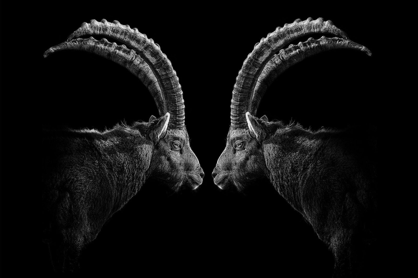 Spievel by Claudio Gotsch - Limited Edition. Edition of: 150. Signed.