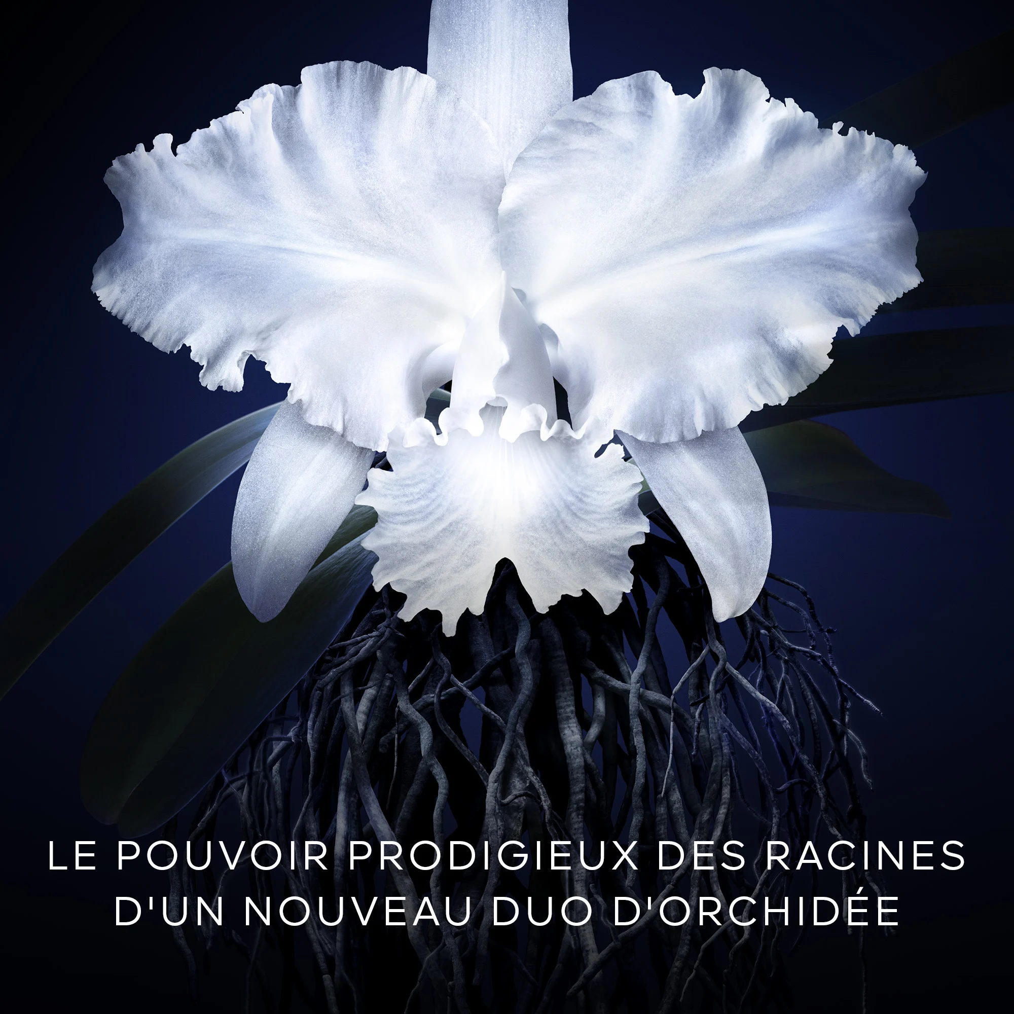 Orchidée Impériale - La Crème Légère |