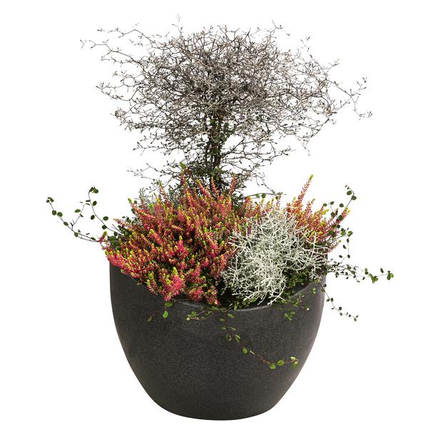 Beet- & Balkonset Goldener Herbst, 6-teilig