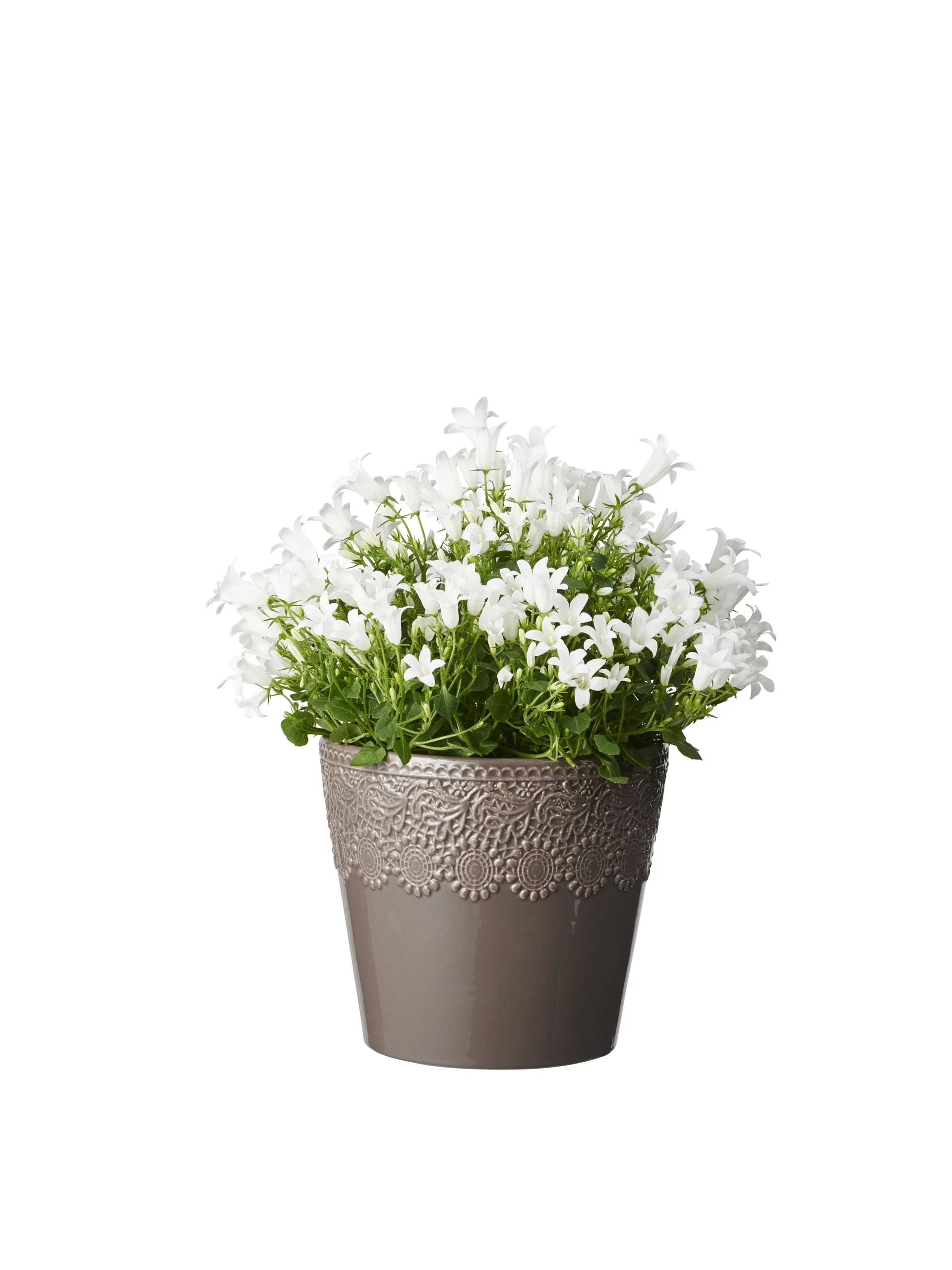 Campanula portenschlagiana WHITE GET MEE ('Pkmp03') Krypklokke 'Get Mee' Ø10,5 cm