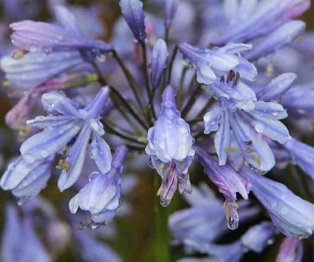 Agapanthus lavender haze (agapanthe) violet - taille pot de 5 litres - 30/40cm