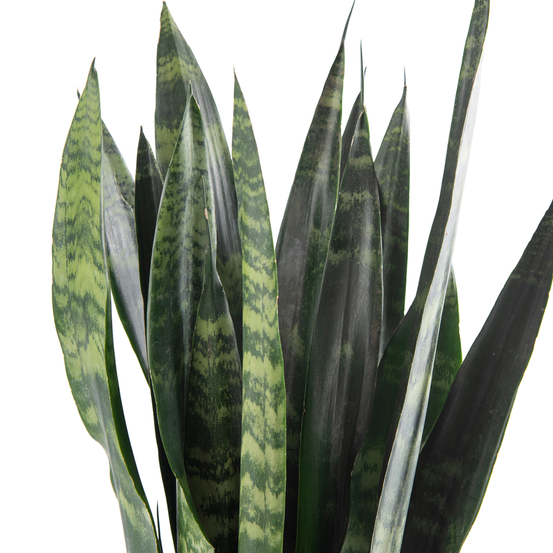 Sanseveria Zeylanica - pot D17cm