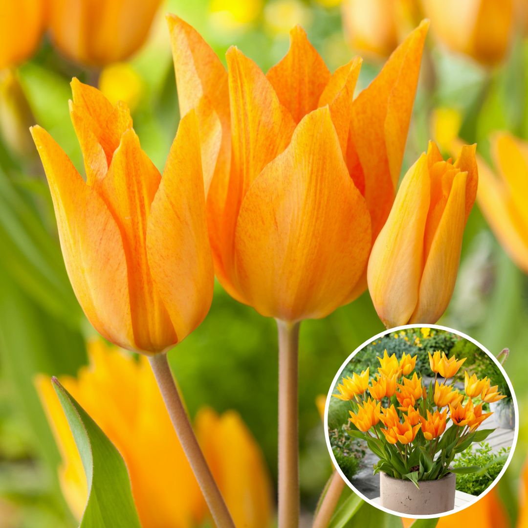 Tulipa praestans shogun - bulbes à fleurs x40 - tulipe - orange