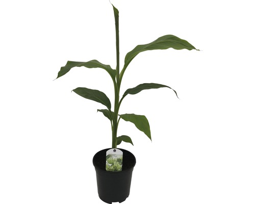 Sierbanaan FloraSelf Musa basjoo H 25-30 cm Ø 17 cm pot