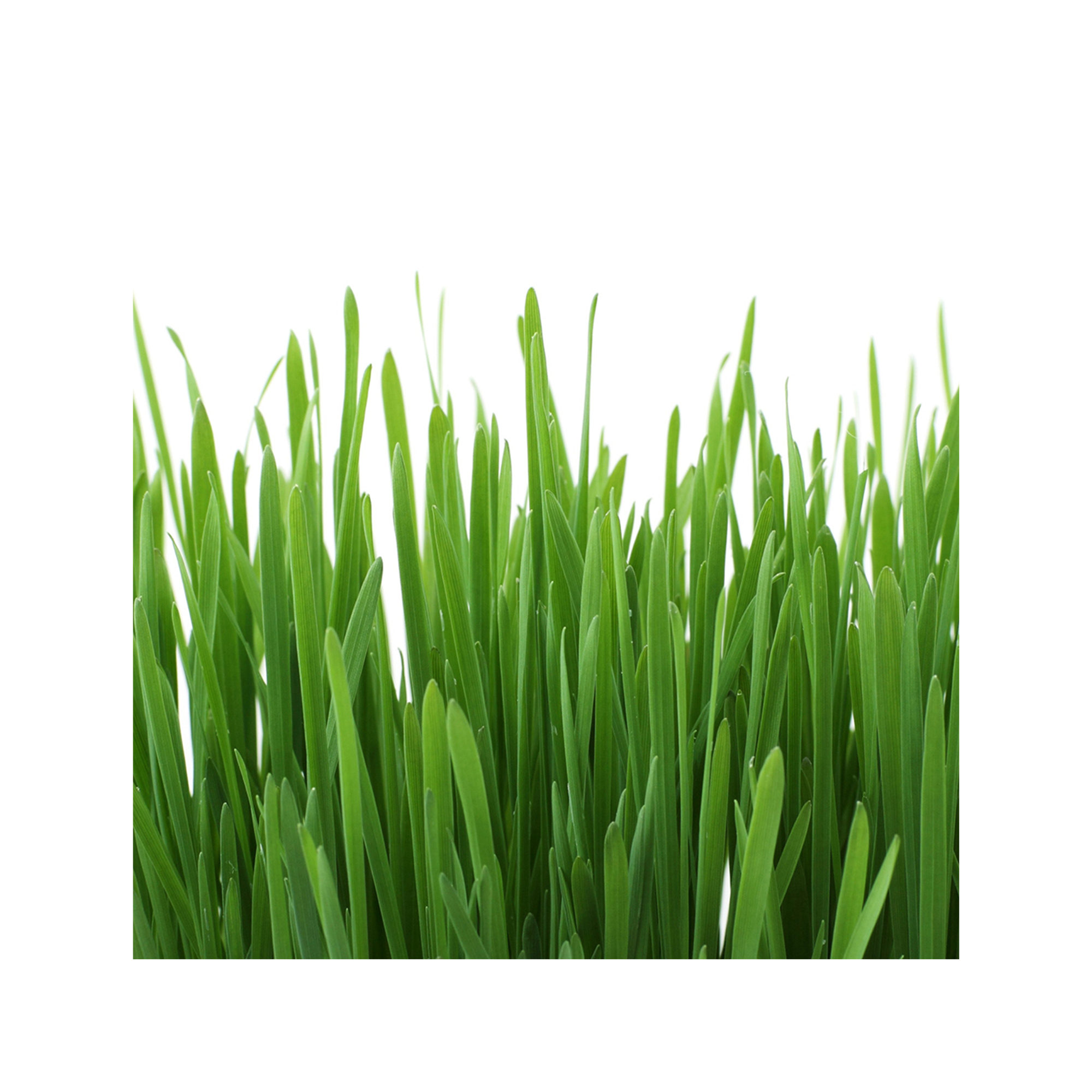 GimCat Hydro-Gras