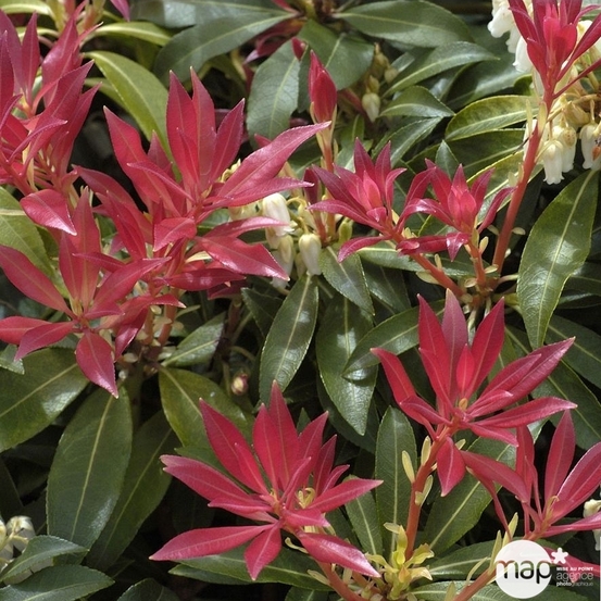 Pieris Forest Flame : Hauteur 60/80 cm conteneur de 20 litres