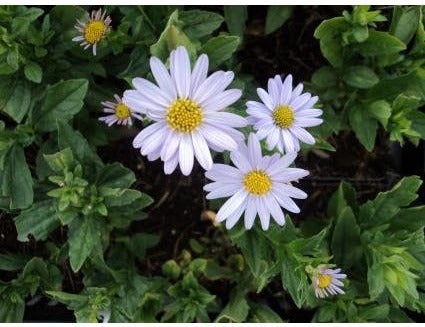 Kalimeris (Kalimeris incisa 'Blue Star') D 9 H 10 cm
