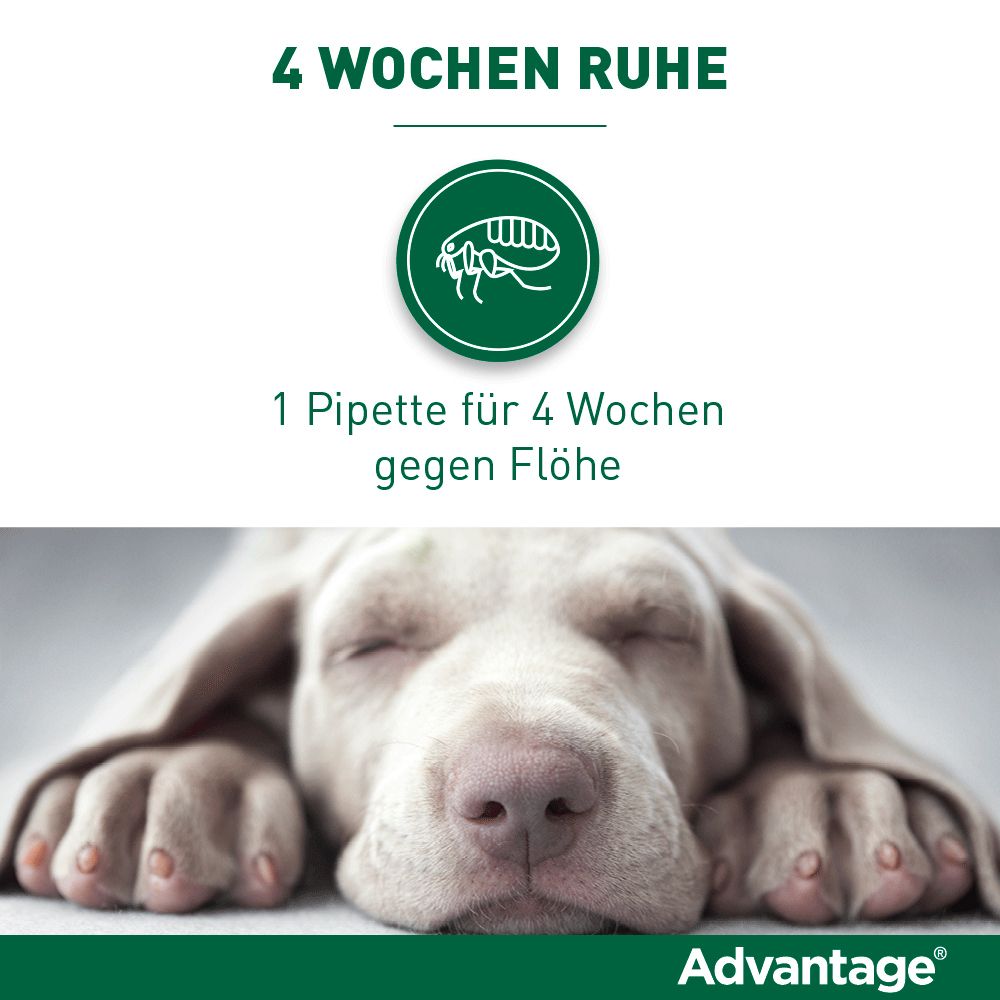 Advantage® 250 mg Spot-On für Hunde 10 - 25 kg