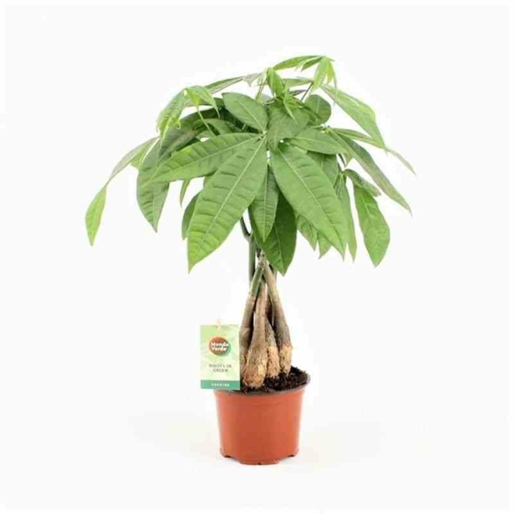 Pachira aquatica (noix de malabar, châtaignier de guyane, cacaoyer-rivière) taille pot de 10 litres ? 140/160 cm