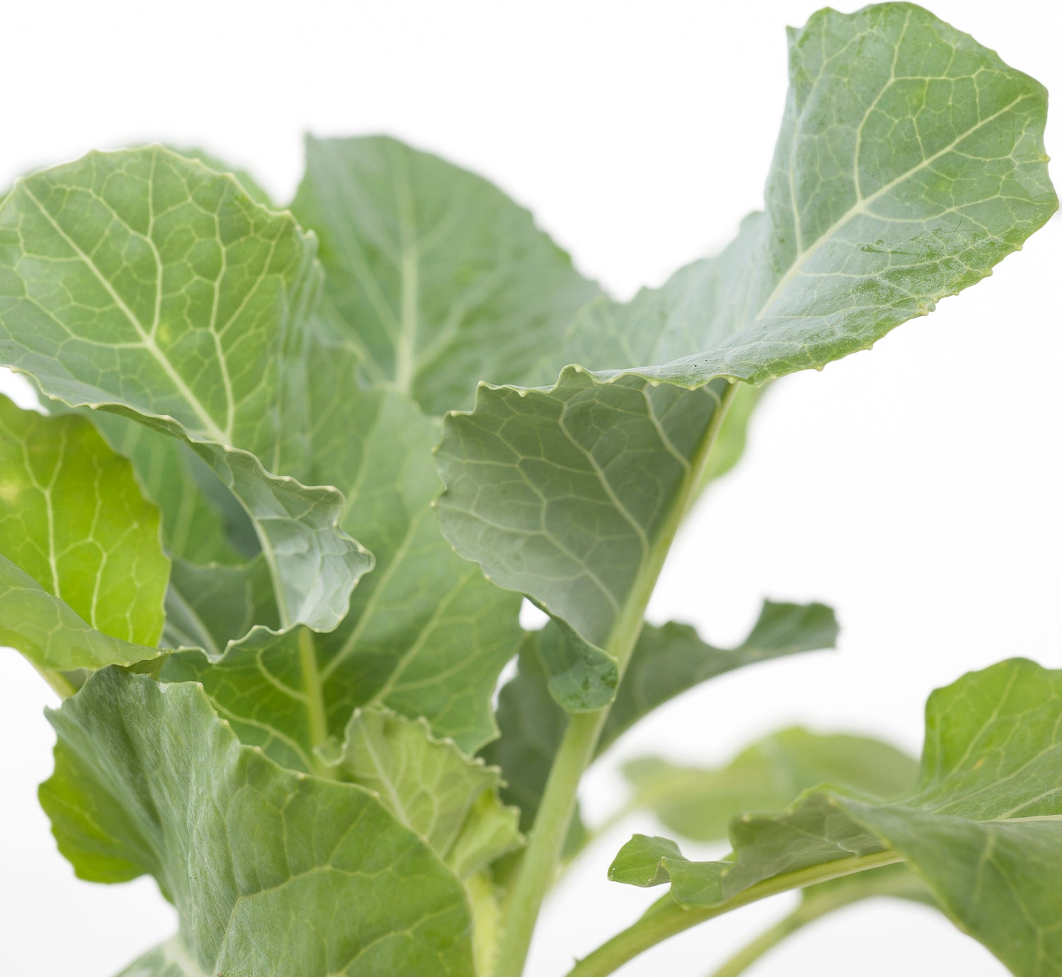 Biologische bloemkool (Brassica oleracea Botrytis) D 9 H 5 cm