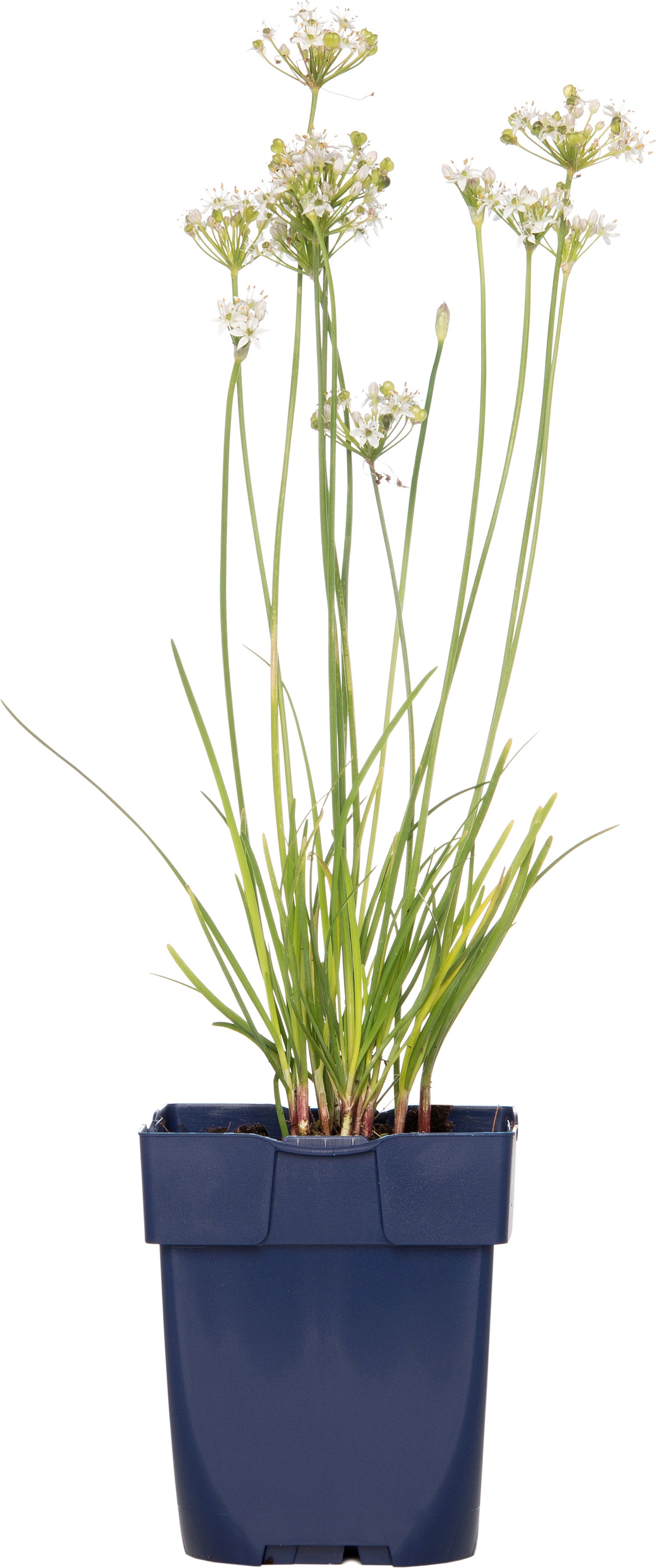 Knoflookbieslook (Allium tuberosum) D 11 H 10 cm