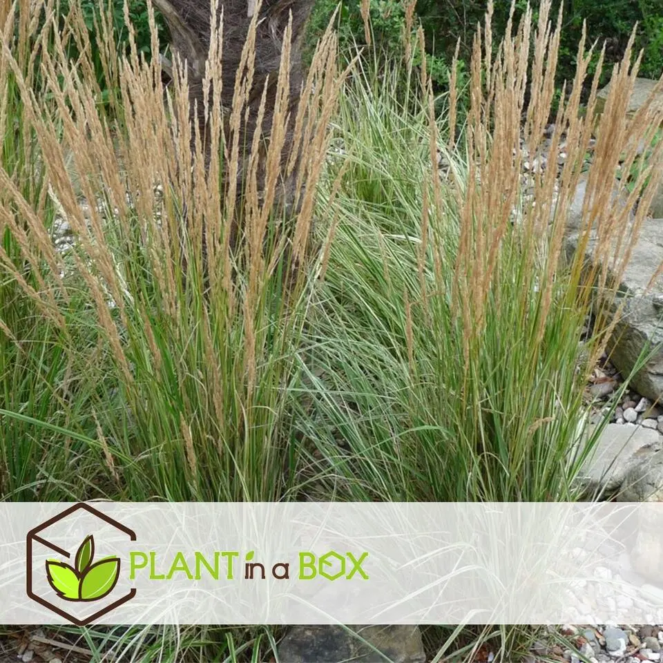 Bont struisriet - Calamagrostis acutiflora 'Overdam' - Hoogte 20-30cm - ⌀23cm