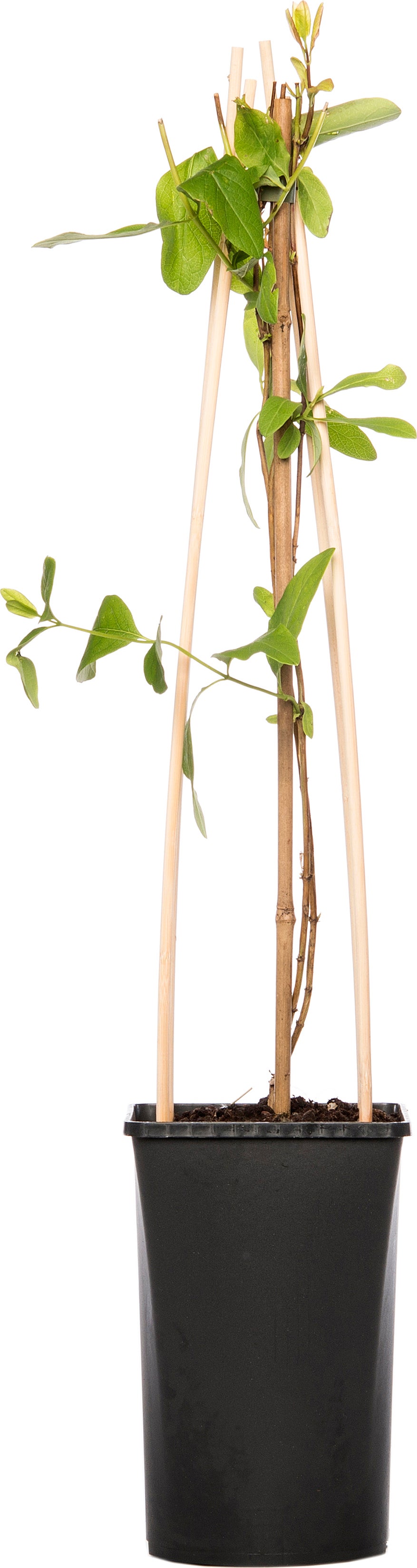Kamperfoelie (Lonicera 'Dropmore Scarlet') D 16 H 75 cm
