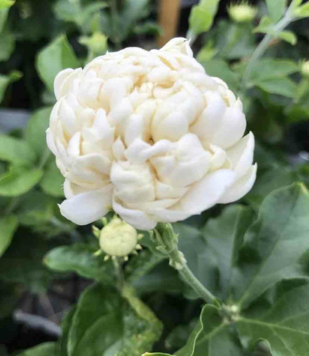 Jasminum sambac cv. Flore pleno grand duke of tuscany blanc - taille pot de 2 litres ? 10/30cm