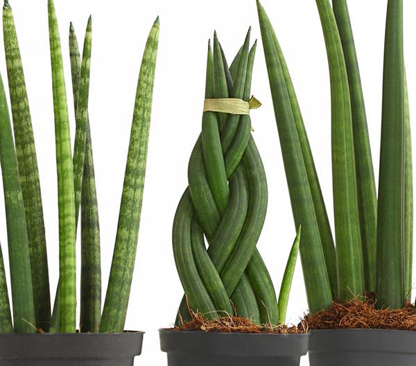 Bogenhanf-Set - Sansevieria cylindrica,