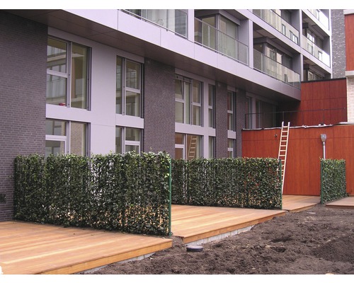 Privacyhaag klimop Helix Hedera helix 'Woerneri' H180xB120 cm