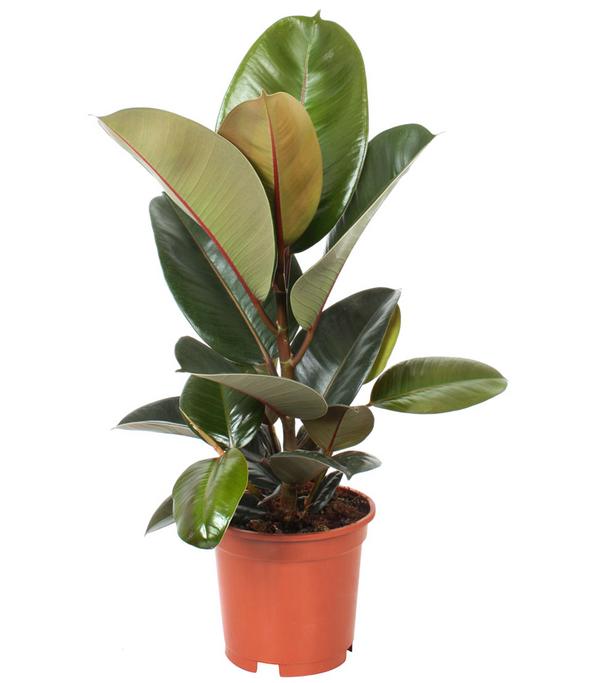 Gummibaum - Ficus elastica 'Abidjan'
