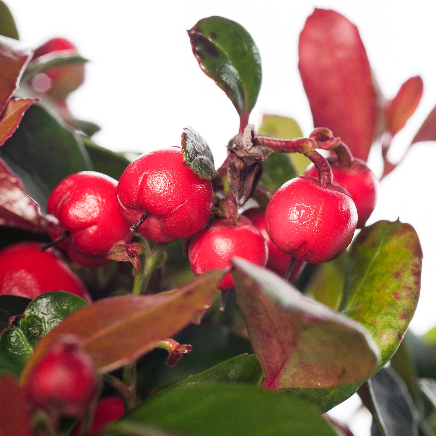Bergthee (Gaultheria procumbens) D 13 H 20 cm
