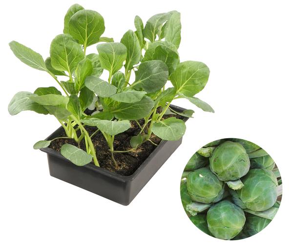 Rosenkohl, 12er Schale