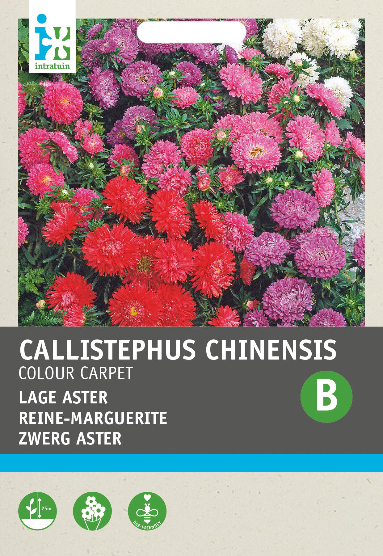 Intratuin bloemenzaad Zomeraster (Callistephus chinensis 'Colour Carpet')