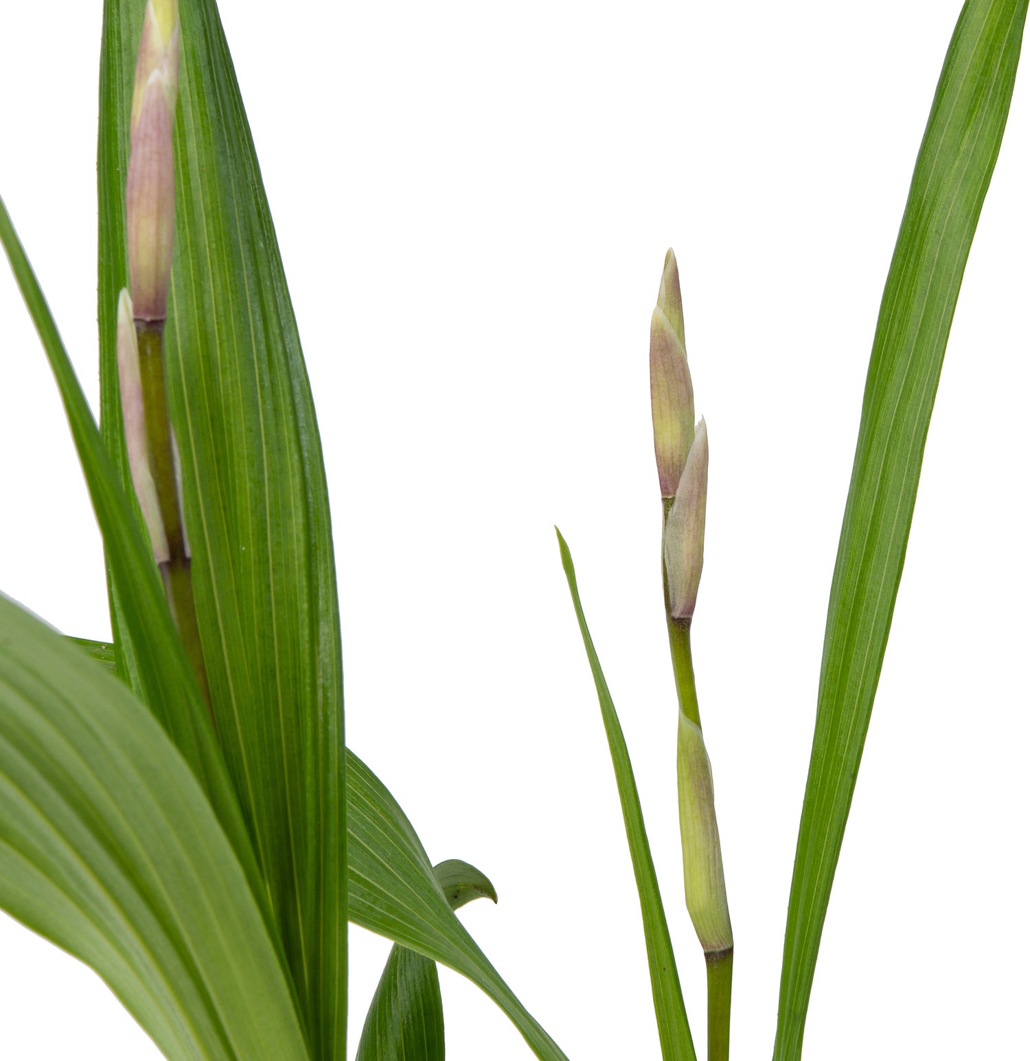 Japanse Orchidee (Bletilla striata) D 9 H 20 cm