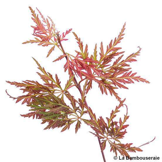 Acer palmatum dissectum Orangeola : C7L 60/80