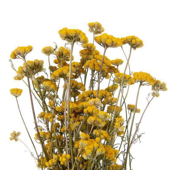 Bouquet de fleurs séchées Lona Jaune