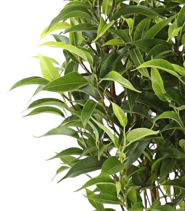 Birkenfeige - Ficus benjamina 'Kinky',