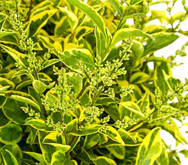 Gold-Liguster 'Aureum'