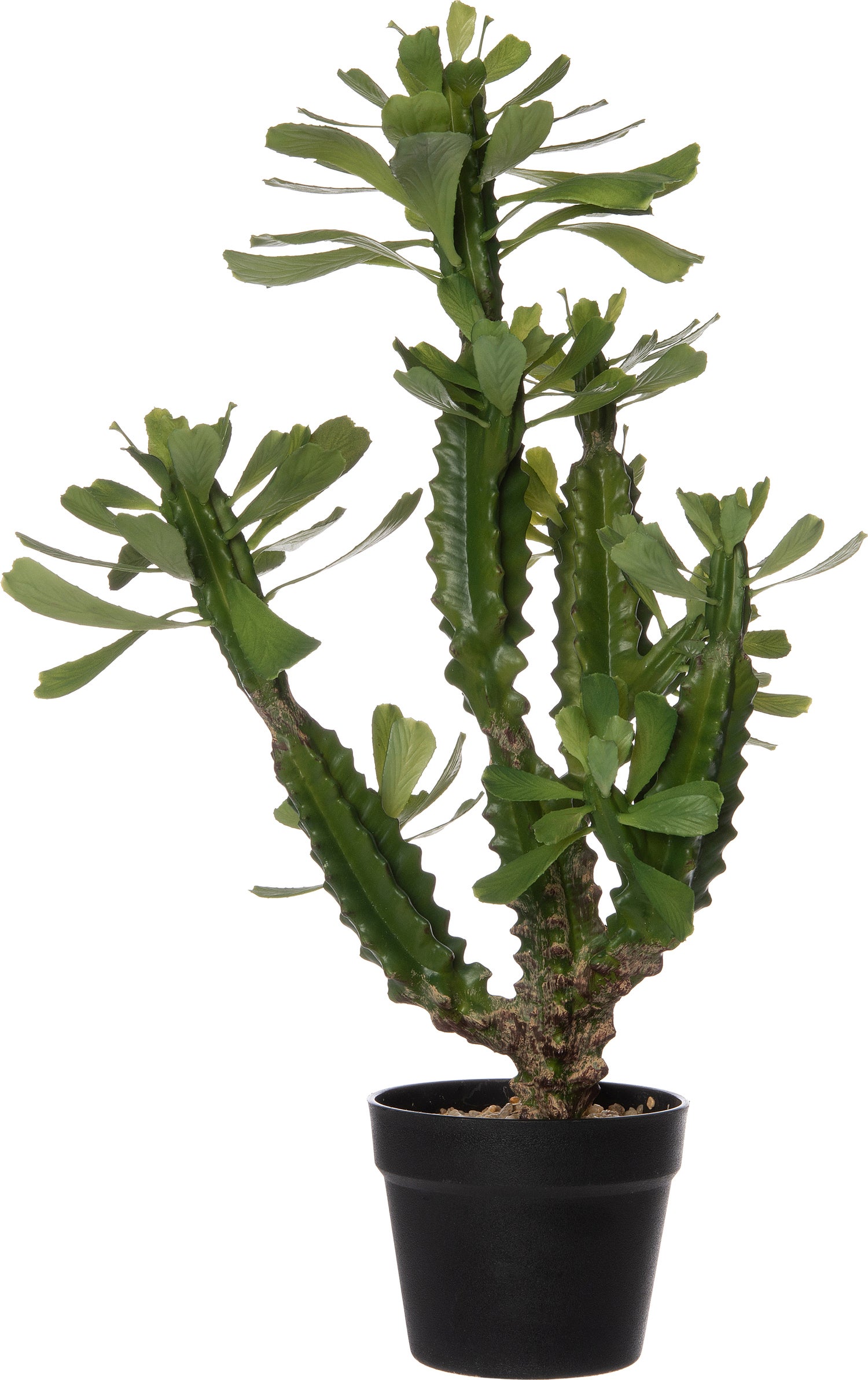 Intratuin kunstplant Euphorbia ingens D 53 H 110 cm