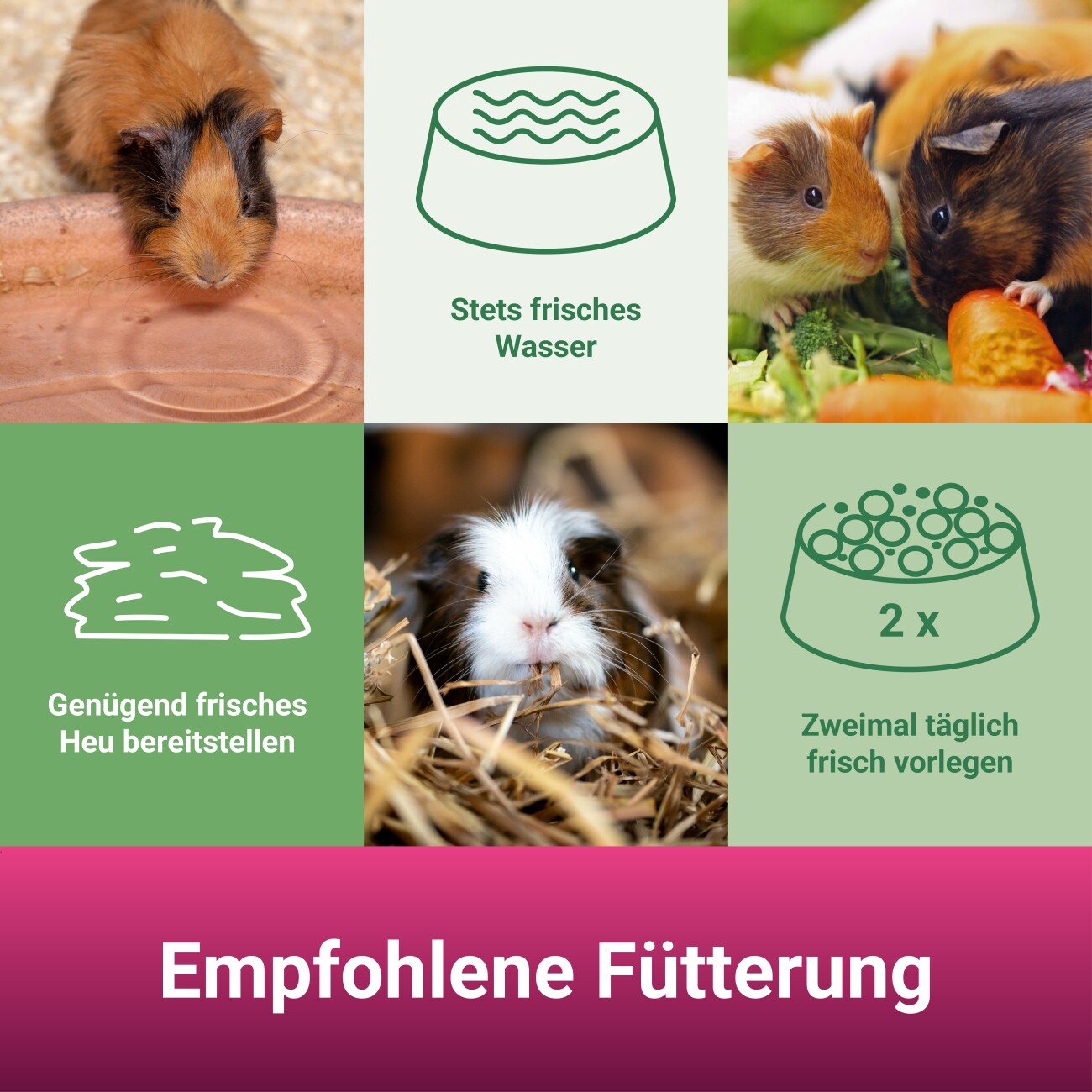 Panto MEERSCHWEINCHENFUTTER