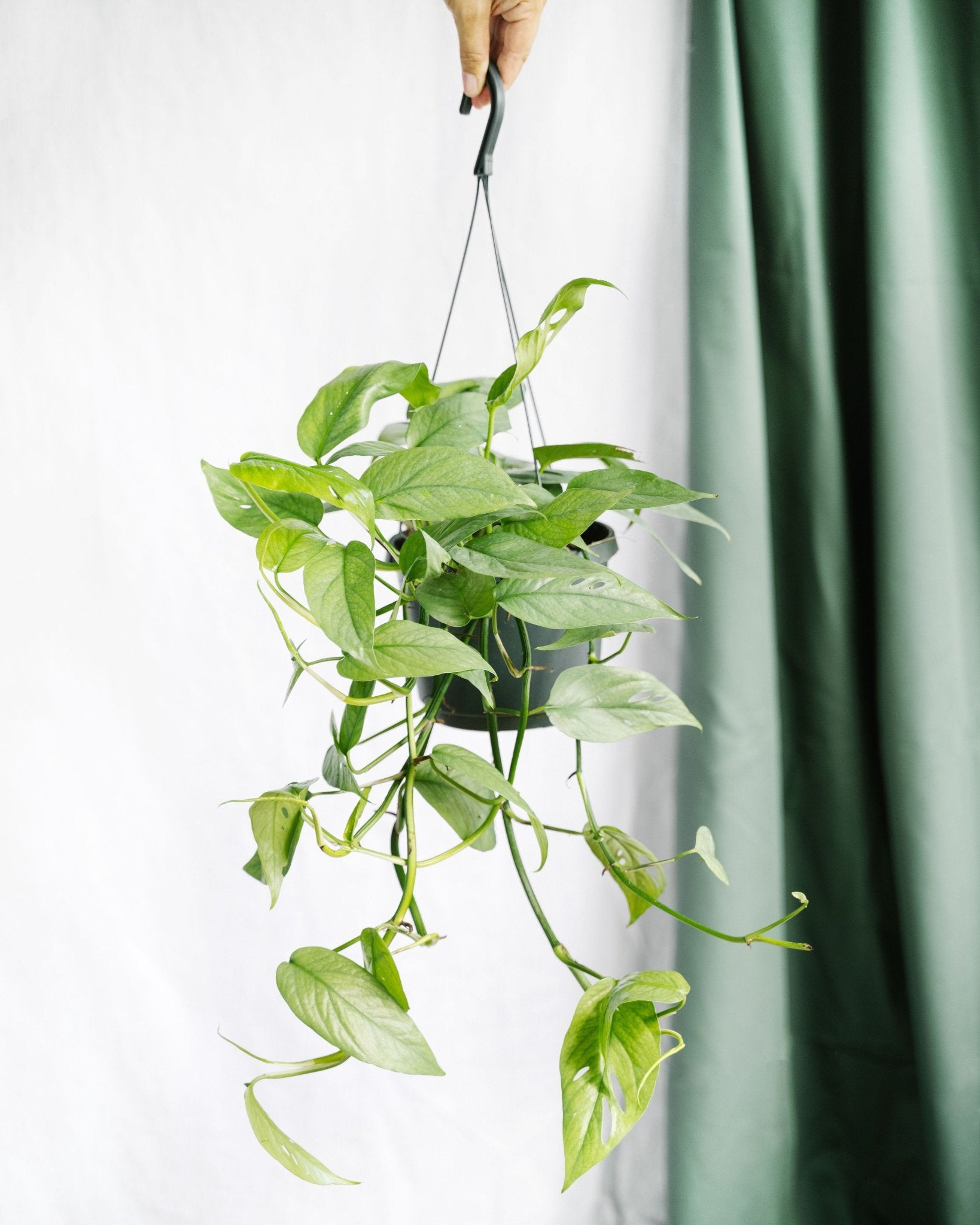 Plante d'intérieur - epipremnum cebu blue à suspendre 45cm