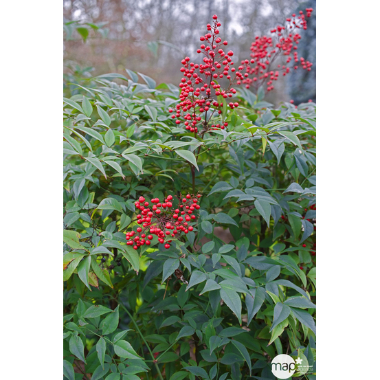 Nandina domestica : touffe ctr 5 litres