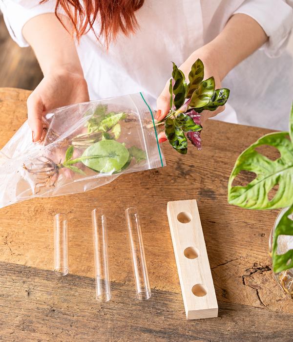 Waterplant-Set in Reagenzgläsern, 3-teilig