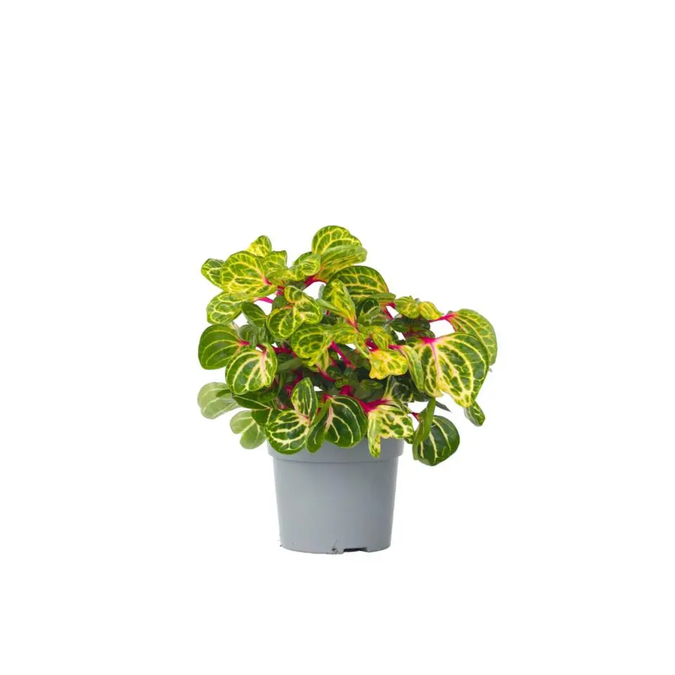 Biefstukplant - Iresine herbstii - Hoogte 20-30cm - ⌀13cm