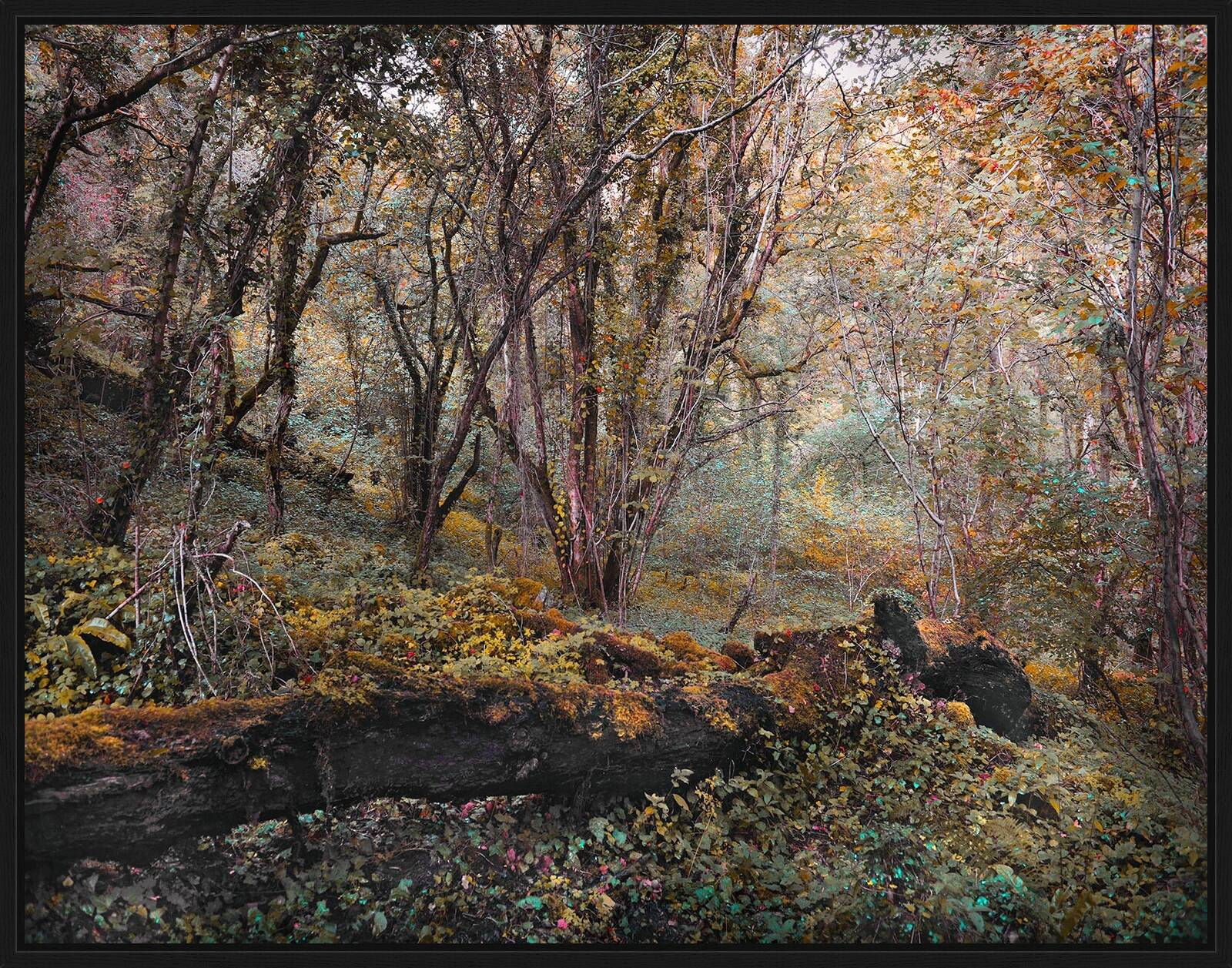 Fallen Tree by Barry Cawston - Limited Edition. Edition of: 150. Signed.