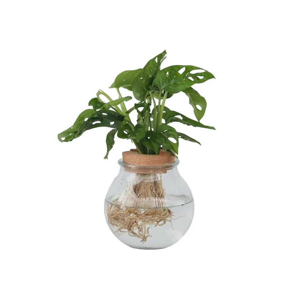 Apenmasker in glas - Monstera adansonii 'Monkey Mask' - Hoogte 25-35cm - ⌀20cm