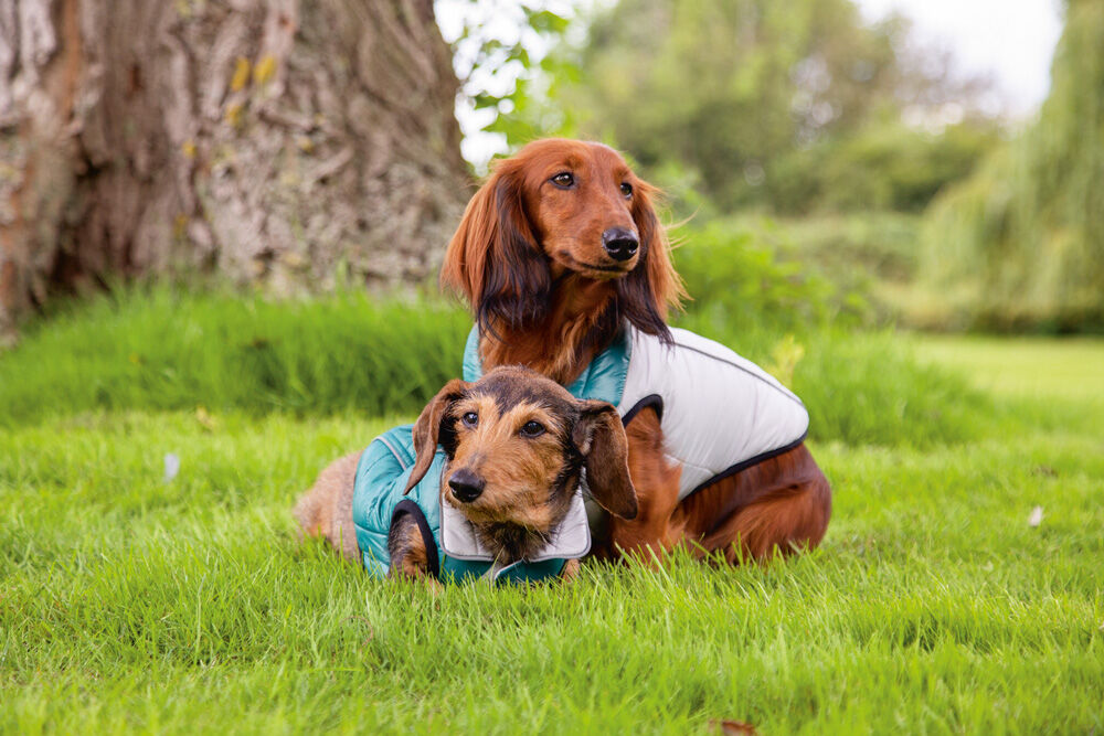 Beeztees Maly - Hondenjas - groen - XS