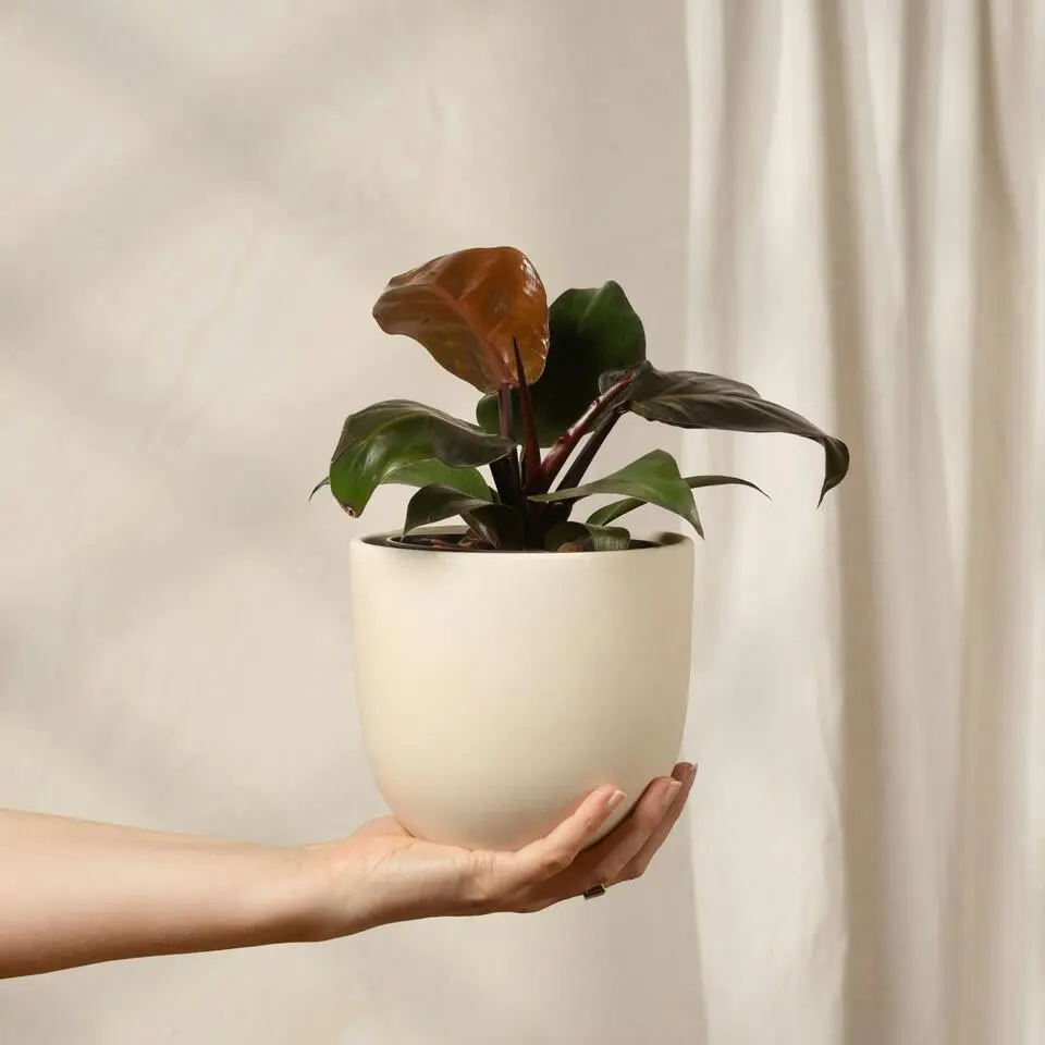 Philodendron - Philodendron 'Imperial Red' - Hoogte 50cm - ⌀19cm