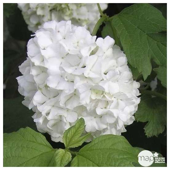 Viburnum opulus ' Roseum ' : H 80/100 cm ctr 10 litres