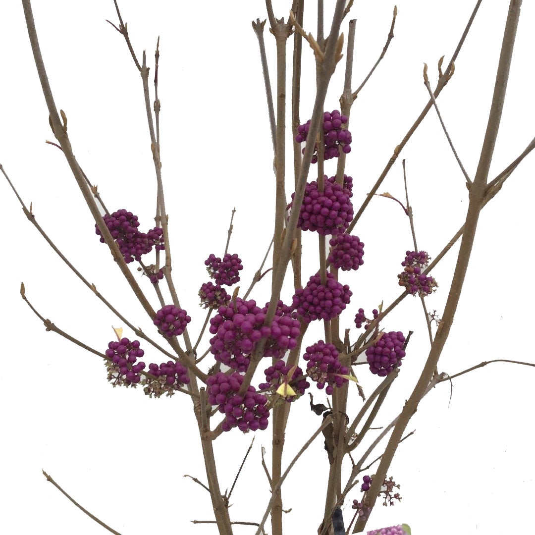 Schoonvrucht (Callicarpa bodinieri 'Autumn Glory') D 21 H 60 cm