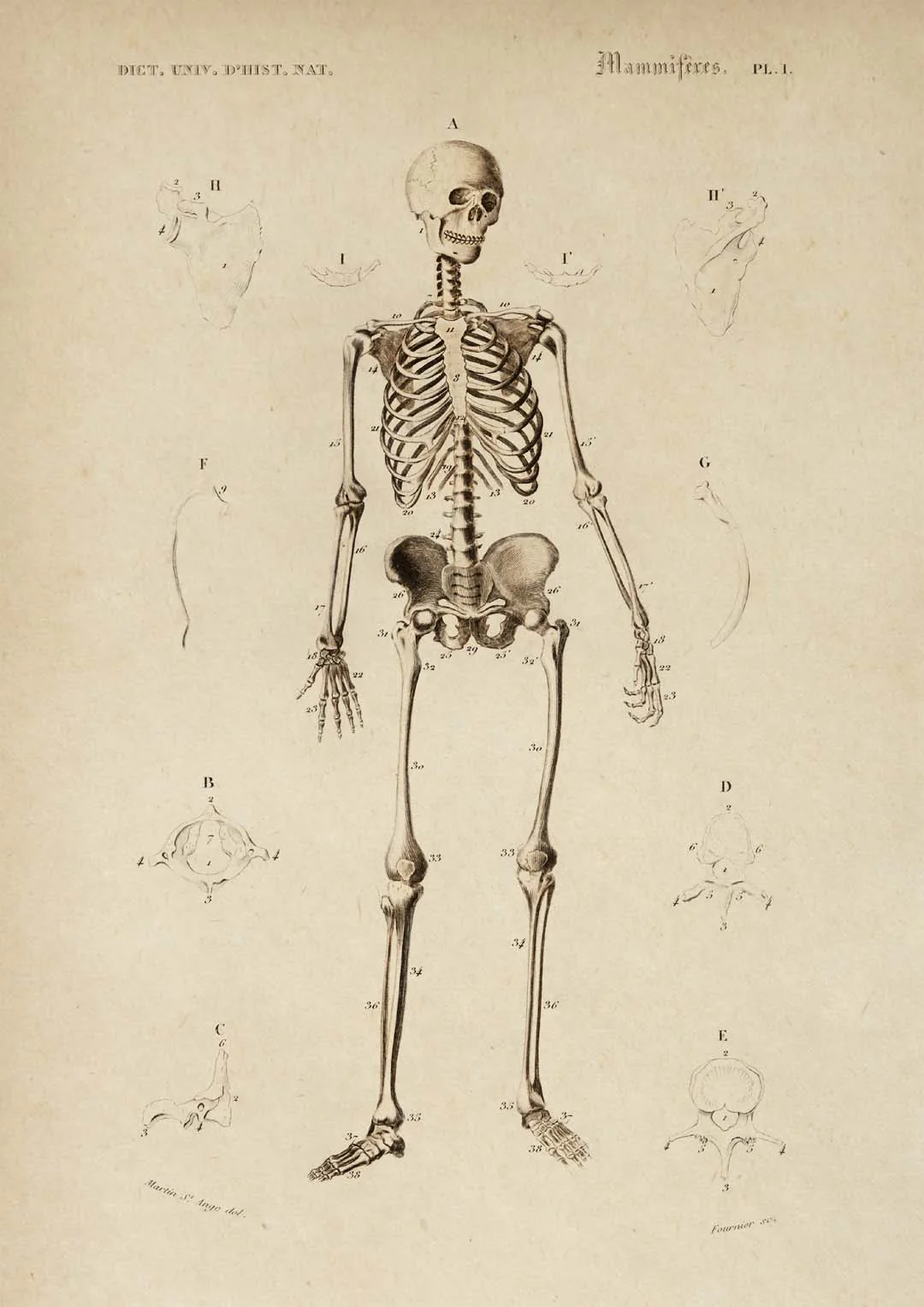 Französisch Skelett Anatomie