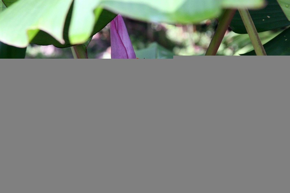 Bananier à fleurs - 8 graines - musa velutina