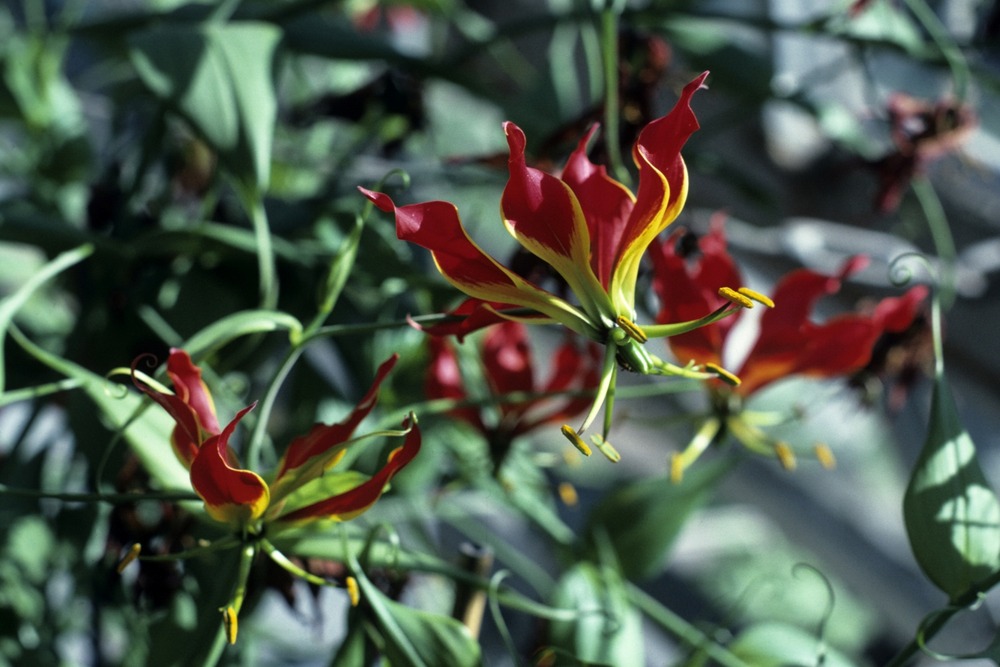 Lis de malabar - 15 graines - gloriosa rothschildiana