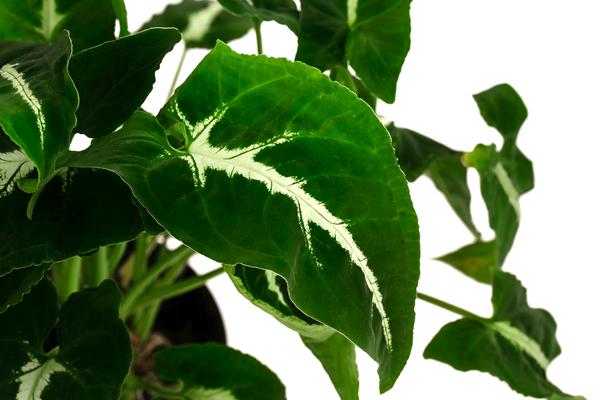 Purpurtute - Syngonium 'Wendlandii'