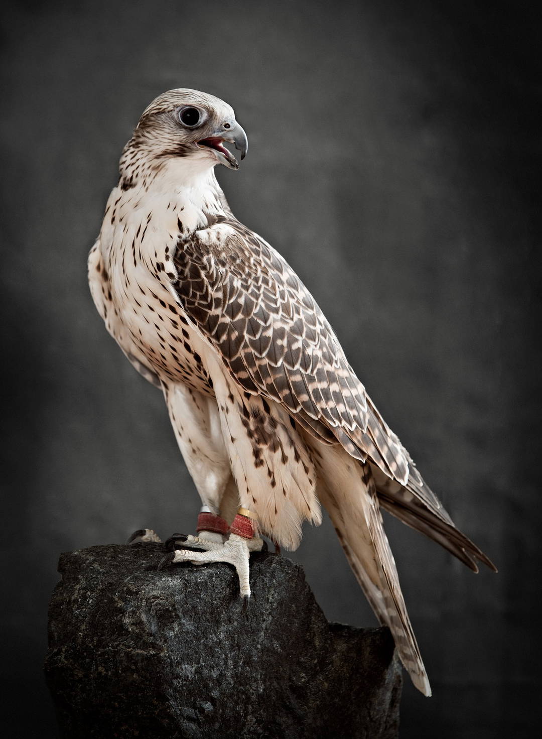Saker Hunting Falcon II by Tariq Dajani - Limited Edition. Edition of: 100. Signed.