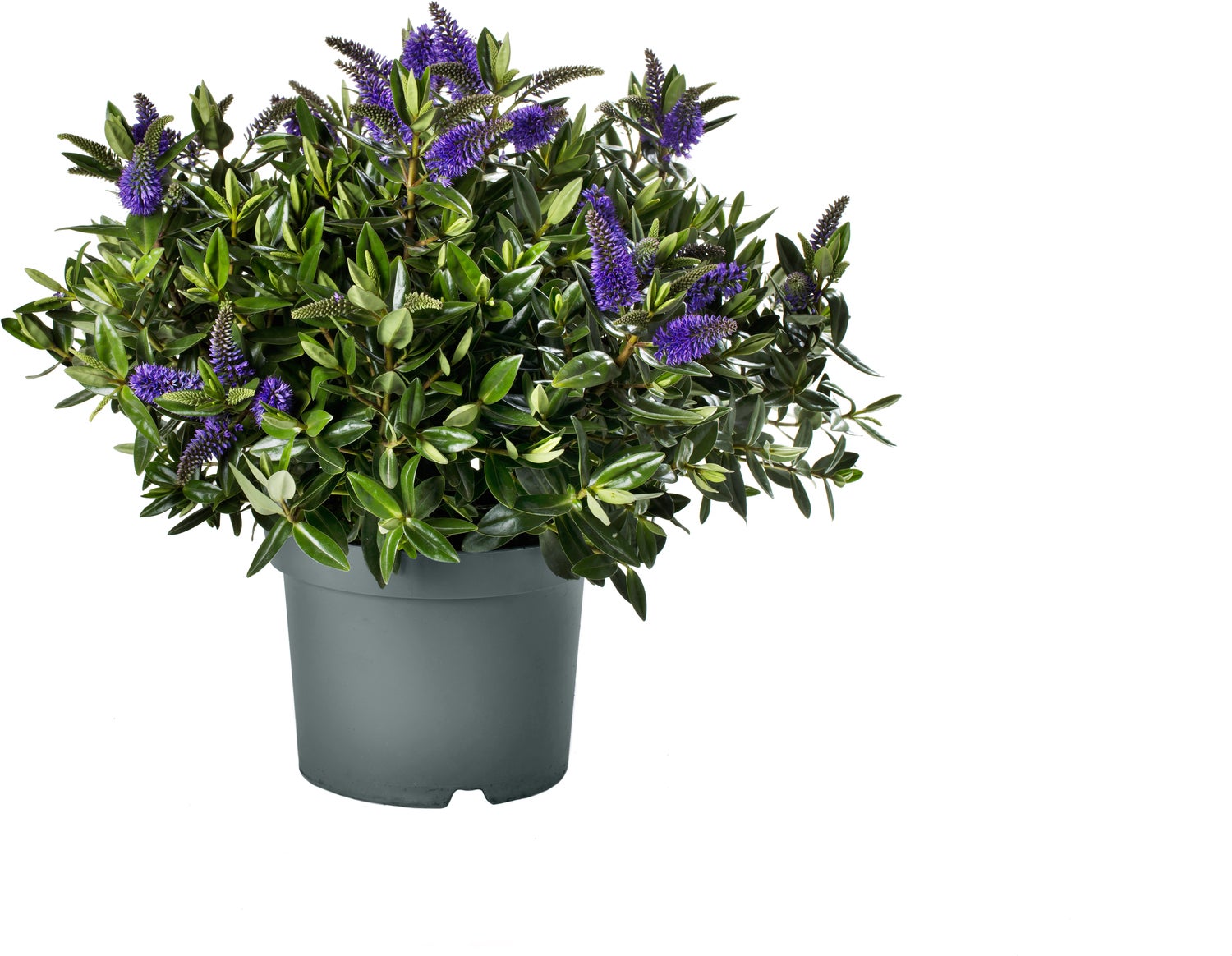 Struikveronica (Hebe hebedonna 'Britta') D 23 H 45 cm